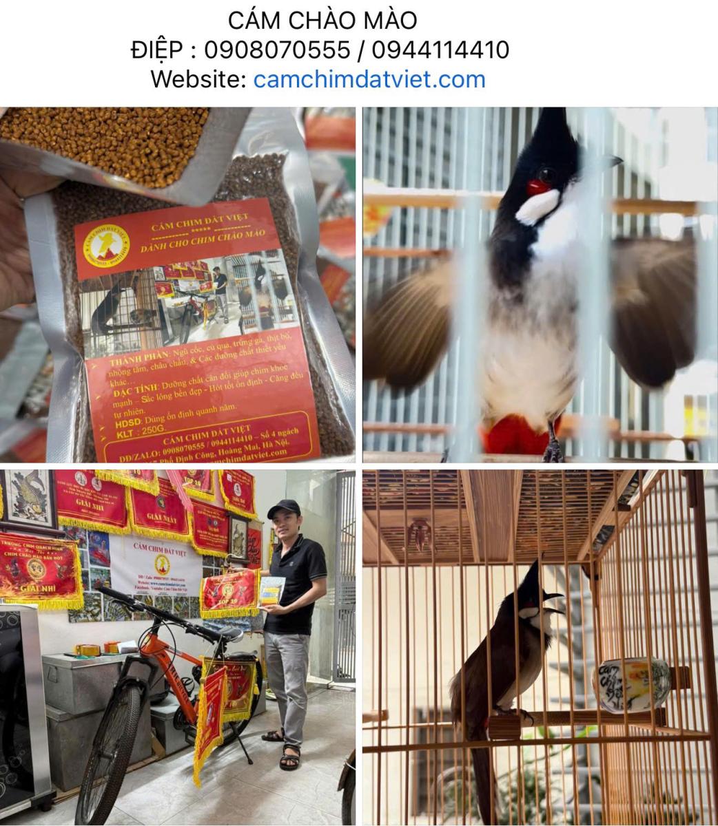 cám mào tốt nhất
