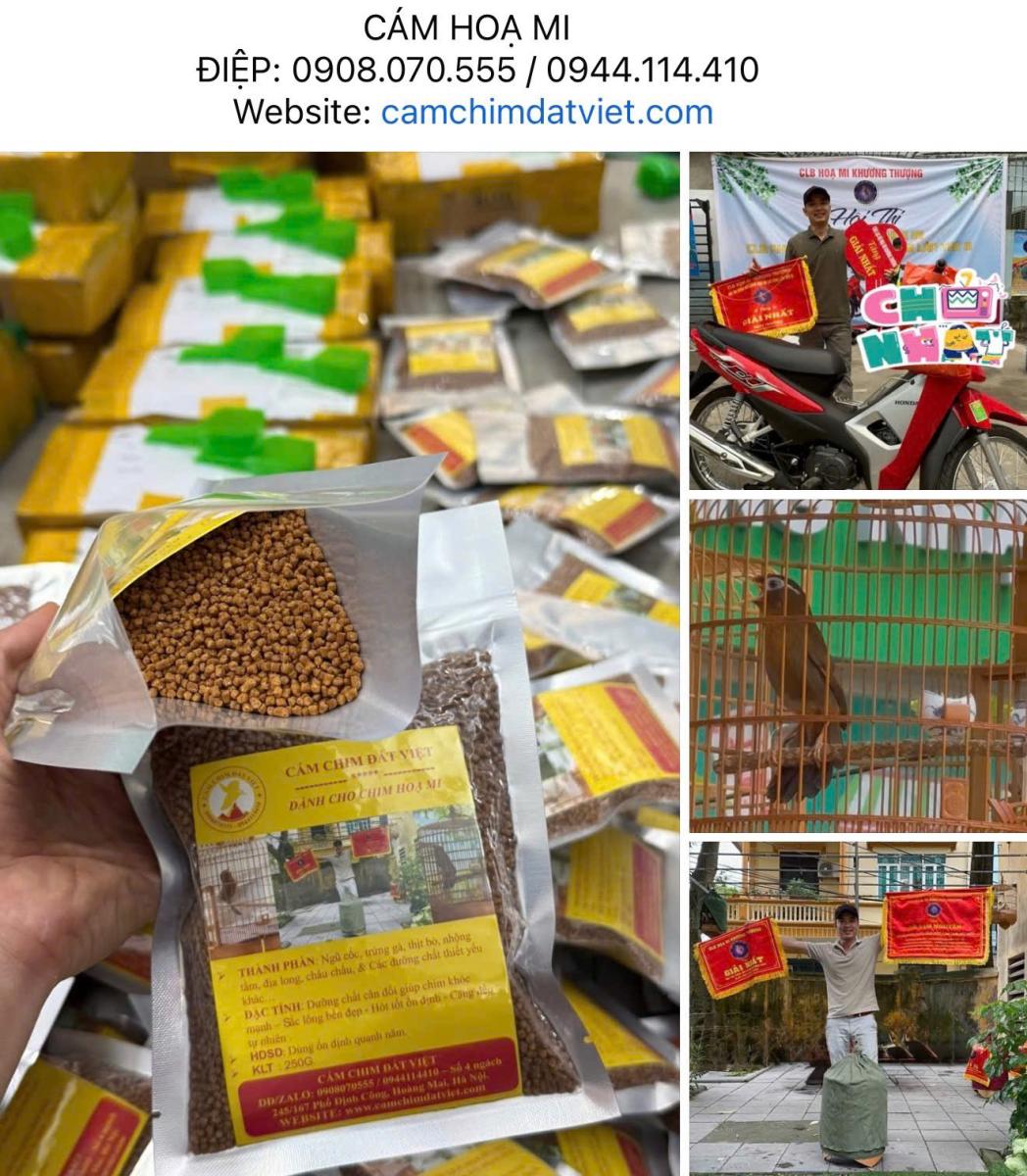 cám hoạ mi